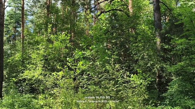Подмосковный лес, август 06.08.2025 смотреть онлайн