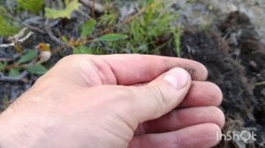 Озеро Долгое, Норильск, прогулка с металлоискателями👋