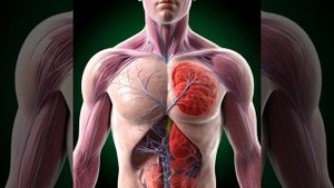 Движение лимфы