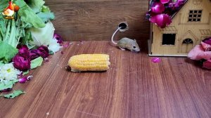 Видео для кошек про крысок развлекать питомцев 🐭🐀😂 (267)