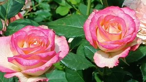 Роза Дуэт (Duett), восхитительный срезочный сорт.