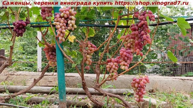 Виноград 3.08.2025- ОГНЕННЫЙ. Ультраранняя форма винограда, "дамские пальчики", вкус очень хороший смотреть онлайн