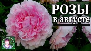 Уход за розами в августе  Что сделать и на что обратить внимание