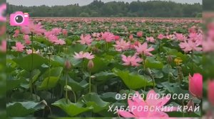 Лотос им.Комарова. Озеро лотосов в Хабаровском крае.