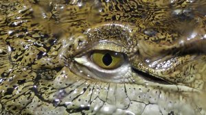 Крокодиловая ферма / Крокодиляриум в Ялте / Крым