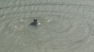 Дыбунов Игорь Владимирович - настоящий пловец  10  09 2025