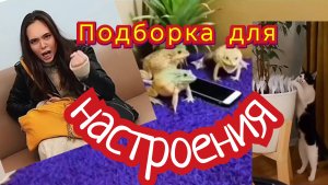 Подборка прикольных сюжетов для настроения!