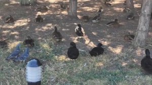 НЕВЕРОЯТНЫЙ ПОХОД/ МЫ БЫЛИ В ВОСТОРГЕ