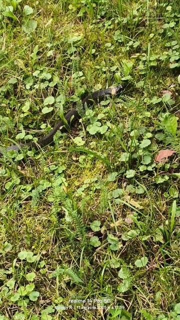 Уж 🐍 11.08.2025 #shorts смотреть онлайн