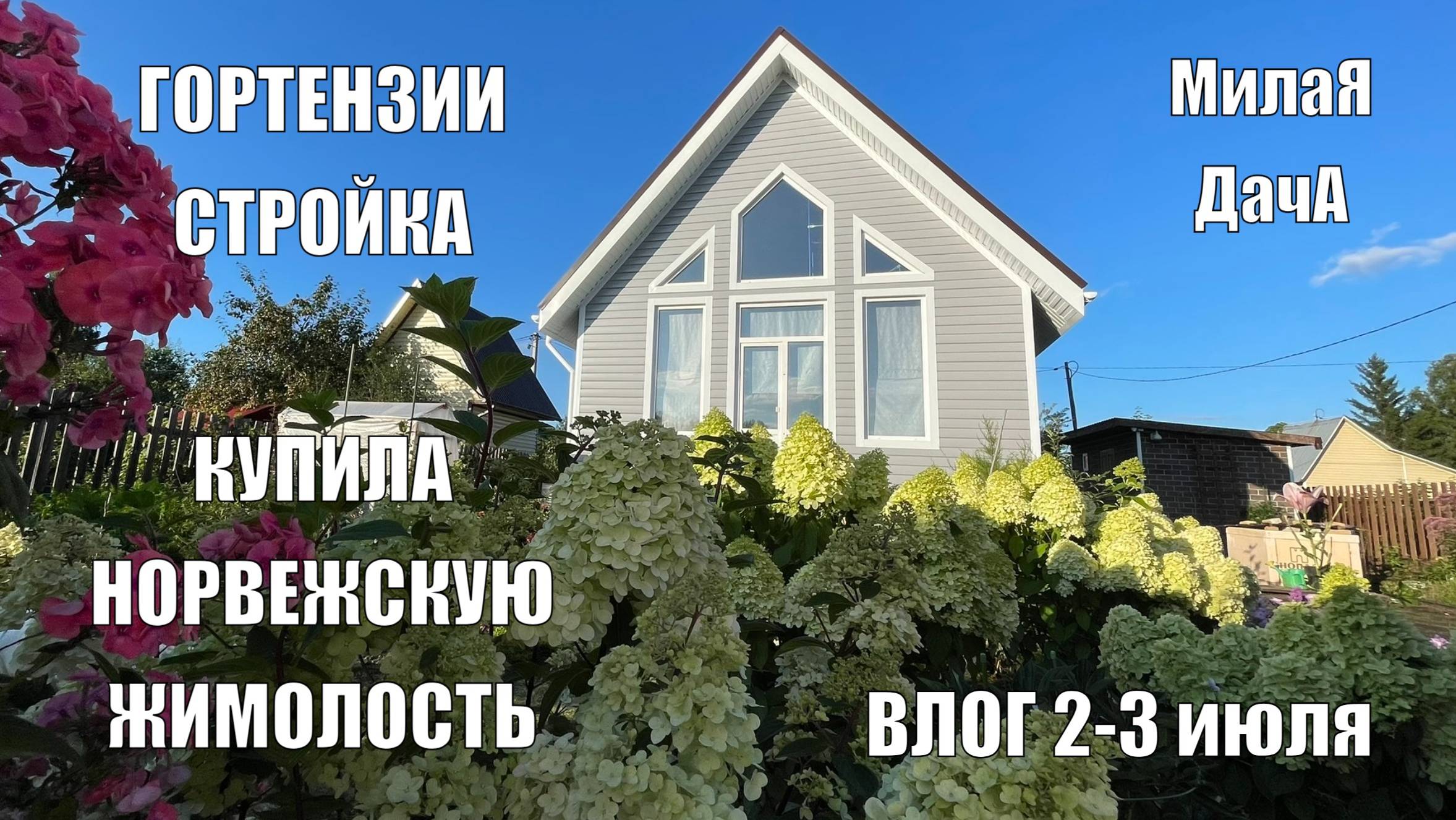 Гортензии | Купила саженцы норвежской жимолости | Дачный влог 2 - 3 августа