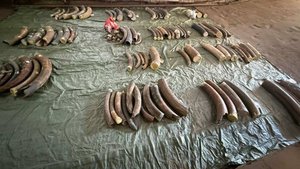 Контрабандисты пытались вывезти тонну бивней мамонтов из Благовещенска в Китай