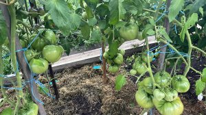 Обзор томатов в открытом грунте. Помидоры не спеют, но растут лучше, чем в теплице.