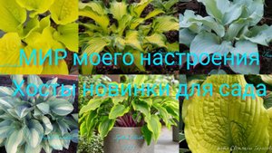 15.08.25 Новые Хосты обзор покупки для сада