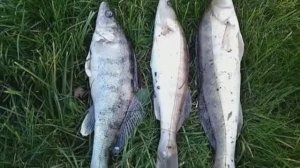 То судак,то берш. Опять на отводной!