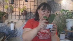 Распоковочки цветочных новинок🪴