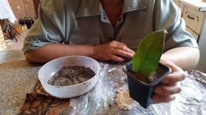 Размножаю фикус листьями и черенками.
