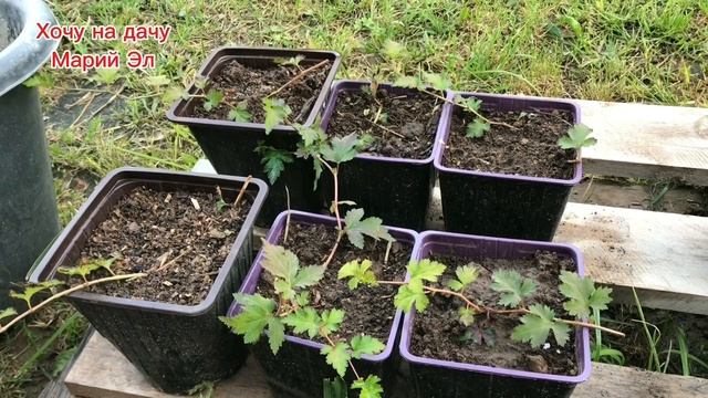 Как выглядят мои черенки. Делаю из можжевельника ВИЛТОНИ вертикаль. смотреть онлайн