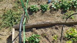 Огород на юге, опять редиску посадила