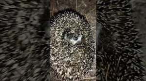 Ёжик вышел на охоту это ведь его работа