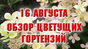 16 августа. Обзор цветущих гортензий
