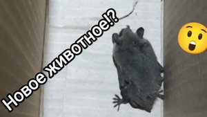 16-08-2025. Гуляю с собаками / Новое животное!?