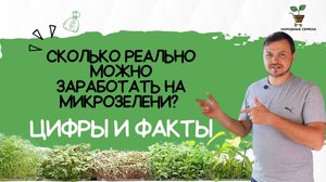Сколько реально можно заработать на микрозелени?