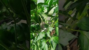 Помидоры в теплице.