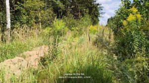 Прогулка в подмосковном лесу #24 🌳🌲🌳🌲☀️   06.08.2025