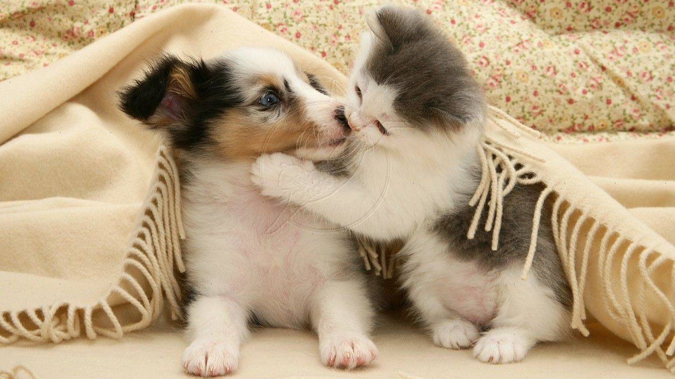 Котики и Собачки смотреть онлайн