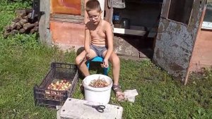 У бабушки в деревне, помогаю лук обрезать