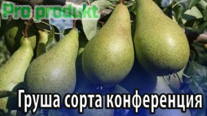 Груша сорта конференция особенности посадки, выращивания и хранения урожая