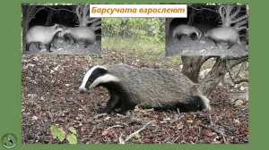 Подросшие барсучата решили поиграть с отцом, но тот не оценил. Голоса барсуков. Рытьё норы