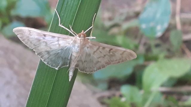 Огнёвка крапивная большая (Pleuroptya ruralis)
