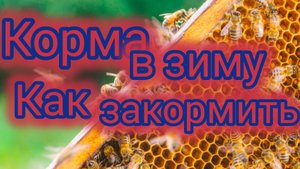 Корма в зиму.Как закормить...🐝