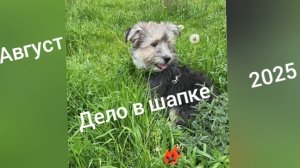 16-08-2025 ДЕЛО В ШАПКЕ/АВГУСТ 2025 НЕОБЫЧНЫЙ ЗАКАЗ