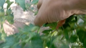 /приехала на дачу/теплица/Эустома/помидоры/