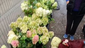 НА НАБЕРЕЖНОЙ/КУПИЛА НОВЫЕ САЖЕНЦЫ 👋МУЖ РУГАЕТСЯ 🤦♀️