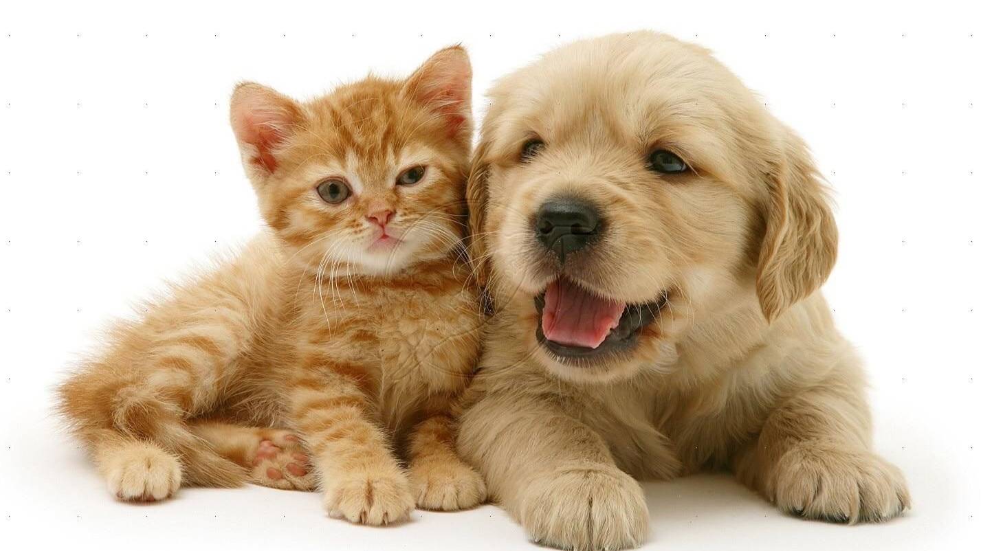 Веселые Котики и Собаки смотреть онлайн