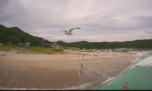 Морские чайки - топ 1 среди птиц по безразличию к коптеру.