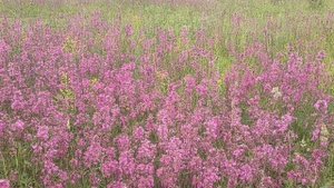 смолка клейкая цветет