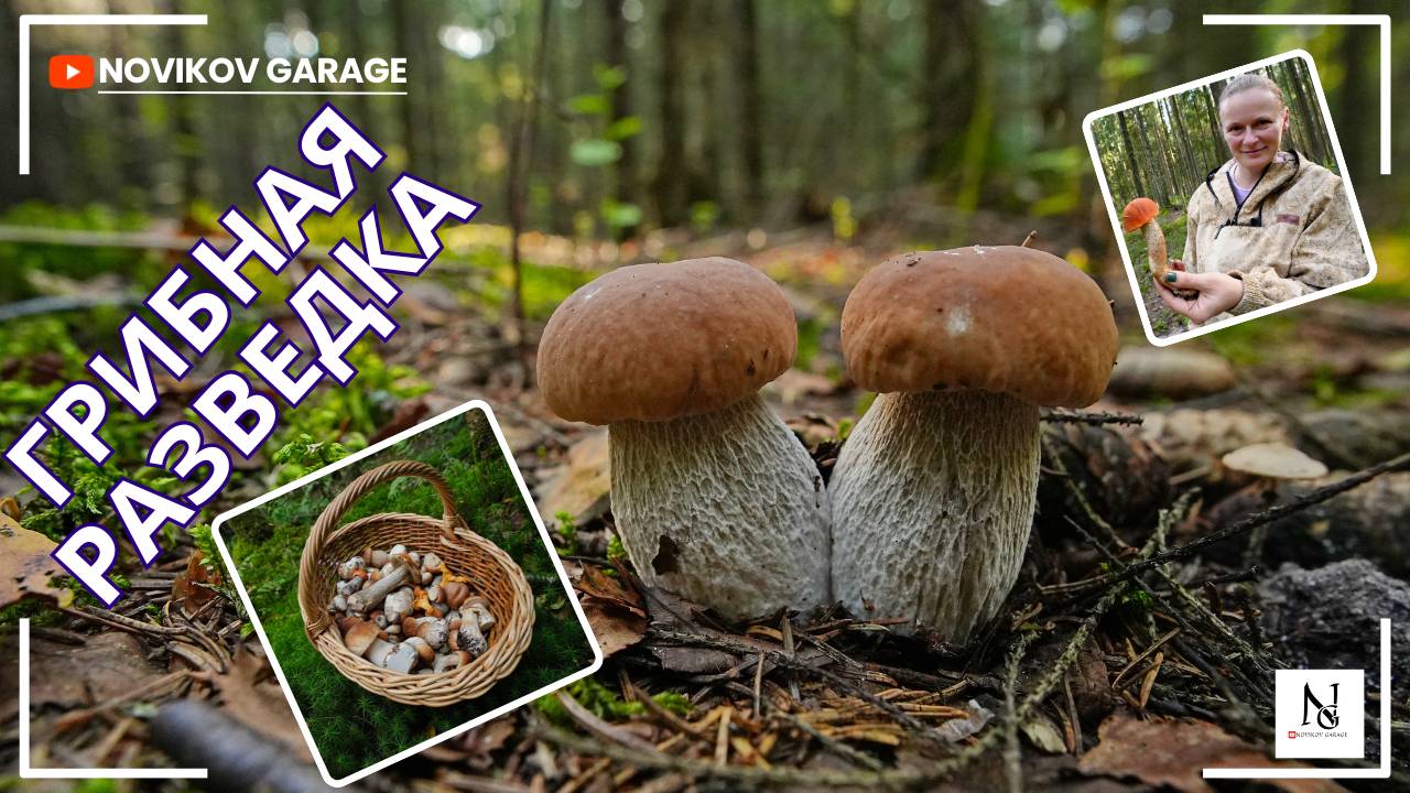 Грибная разведка 15 августа 2025. Всеволожский район. смотреть онлайн