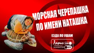 Морская черепашка по имени Наташка _ Как разговаривать с коллекторами