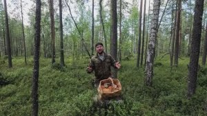 В ЛЕС ЗА ГРИБАМИ. СОБИРАЮ ПОДОСИНОВИКИ. БЕЛЫЙ ГРИБ. СЪЕДОБНЫЕ ГРИБЫ. ЯДОВИТЫЕ ГРИБЫ. ГРИБАЛКА