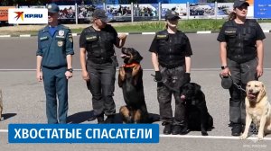 Чемпионат МЧС среди кинологов завершился в Подмосковье
