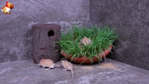 Видео для кошек про крысок развлекать питомцев 🐭🐀😂 (266)