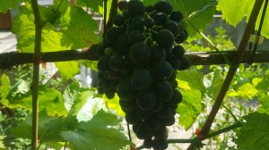 Виноград молдова, зреет потихоньку.