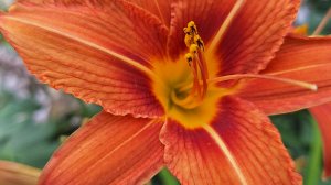 СП А лето цвета...3 Отчёт-6. Участник 24.