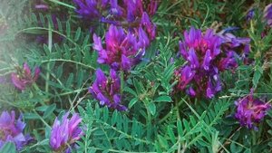 СИЛА РАСТЕНИЙ  Астрагал,   останавливает старение организма.