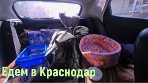 На юг на машине из Питера на юг с котами. Цены на рыноке в Краснодаре.