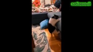 ПРИКОЛЫ С КОТАМИ! СМЕШНЫЕ КОШКИ И СОБАКИ! СМЕШНЫЕ ЖИВОТНЫЕ!